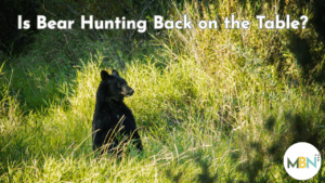 Florida black bear standing in tall grass, looking to the side in a sunlit forest clearing
