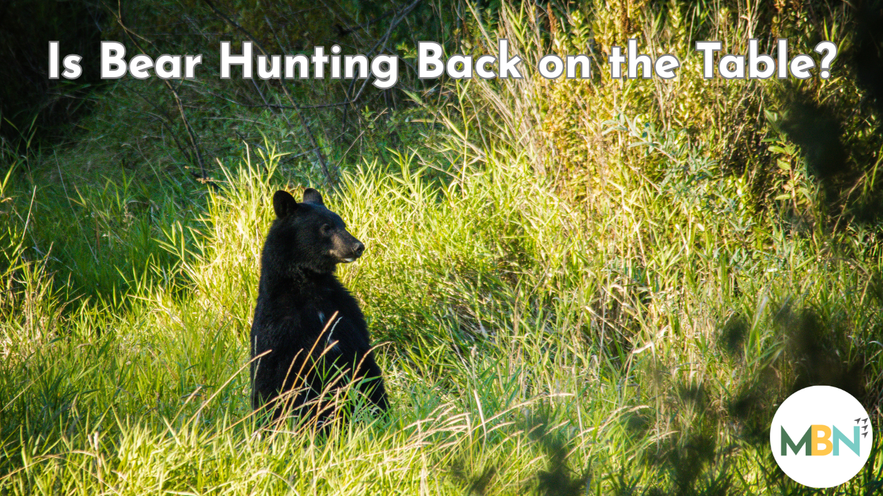 Florida black bear standing in tall grass, looking to the side in a sunlit forest clearing