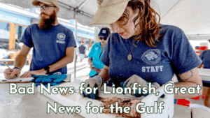 Staff members in blue shirts and gloves measure a lionfish under a tent at the 2025 Emerald Coast Open in Destin, Florida.
