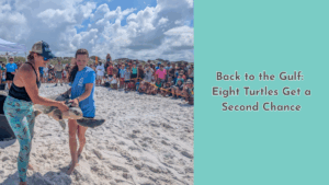 Two Gulfarium CARE Center staff members carry a rehabilitated sea turtle toward the shoreline as a large crowd watches during a public release at Topsail Hill Preserve State Park.