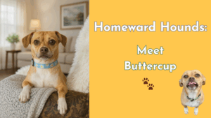 A small tan chihuahua mix named Buttercup rests her paws on the arm of a couch, looking directly at the camera. The right side of the image has a yellow background with the text “Homeward Hounds: Meet Buttercup” and a second image of Buttercup with her tongue out.