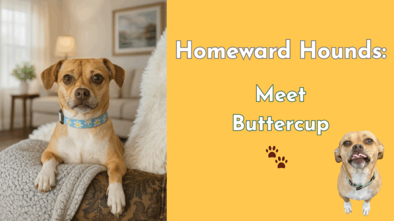 A small tan chihuahua mix named Buttercup rests her paws on the arm of a couch, looking directly at the camera. The right side of the image has a yellow background with the text “Homeward Hounds: Meet Buttercup” and a second image of Buttercup with her tongue out.