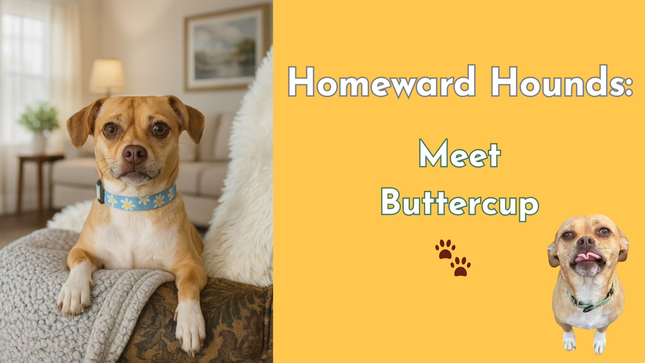 A small tan chihuahua mix named Buttercup rests her paws on the arm of a couch, looking directly at the camera. The right side of the image has a yellow background with the text “Homeward Hounds: Meet Buttercup” and a second image of Buttercup with her tongue out.