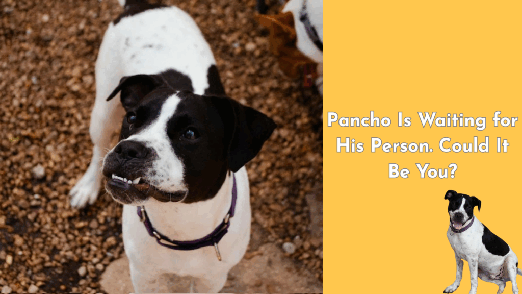 A black and white bully mix dog named Pancho looks up with a happy, toothy grin. The right side of the image features bold yellow text that reads, “Pancho Is Waiting for His Person. Could It Be You?” with a cutout of Pancho sitting below the text.
