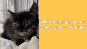 Kitten lying on a towel in a cage next to yellow text that reads, “What’s Putting Kittens in Danger on Local Bridges?”