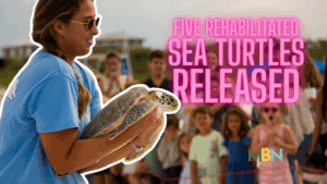 Five sea turtles treated at the Gulfarium CARE Center were released back into the Gulf of Mexico at Inlet Beach following successful rehabilitation.