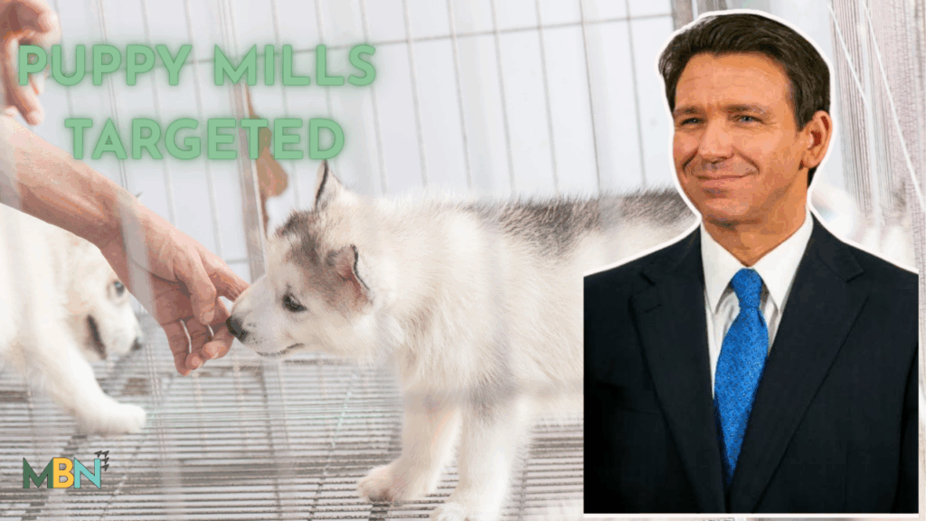 Florida is taking aim at puppy mills — and the governor says it’s time to hold abusive breeders accountable. Here’s what his new plan means for dogs, shelters, and pet stores statewide.