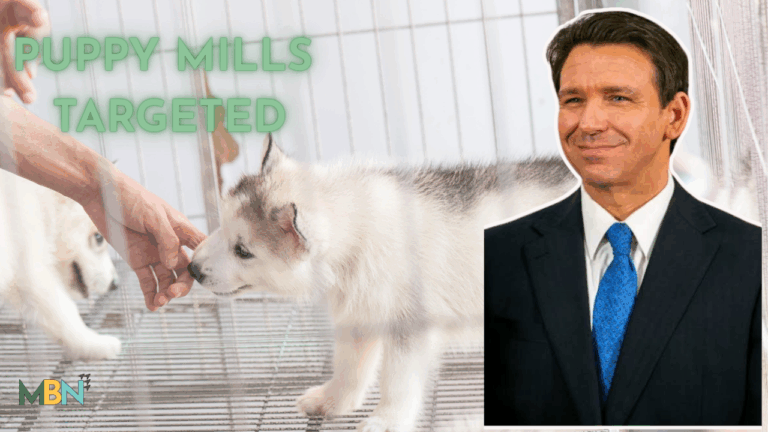 Florida is taking aim at puppy mills — and the governor says it’s time to hold abusive breeders accountable. Here’s what his new plan means for dogs, shelters, and pet stores statewide.