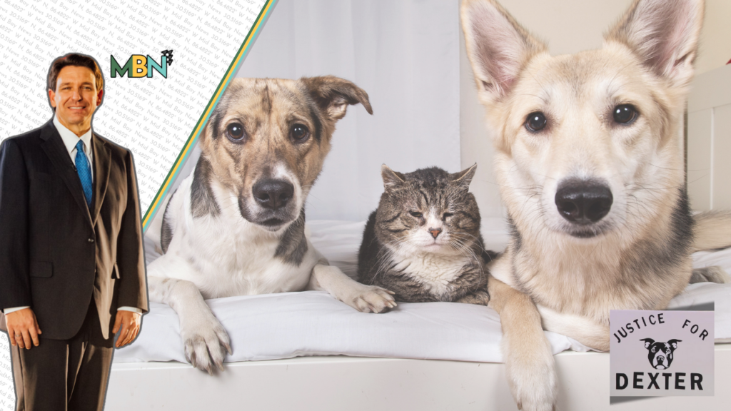 Florida takes a bold step to protect pets! Dexter’s Law now lets you check convicted abusers and ensures harsher punishment for cruelty.