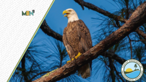 Explore Florida’s historic parks for free this Presidents Day weekend as the state marks the beginning of America’s 250th anniversary.