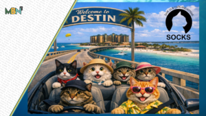 Left behind by deployment, now these cats are getting a second chance right here in Destin.