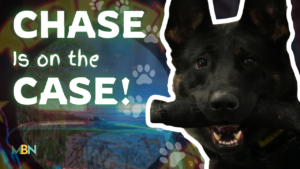 Thumbnail of a black German Shepherd holding a toy, with bold text 'CHASE is on the CASE!' in a colorful, outlined design.