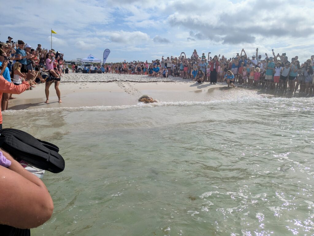 Crowd of beachgoers gathered along the shoreline as a sea turtle is released into the water. People photograph and cheer.