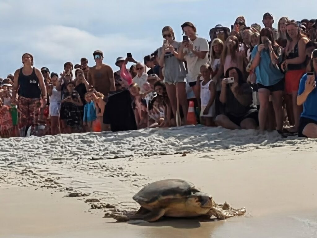 Crowd of beachgoers surrounding a sea turtle on the wet sand, many taking photos with phones.