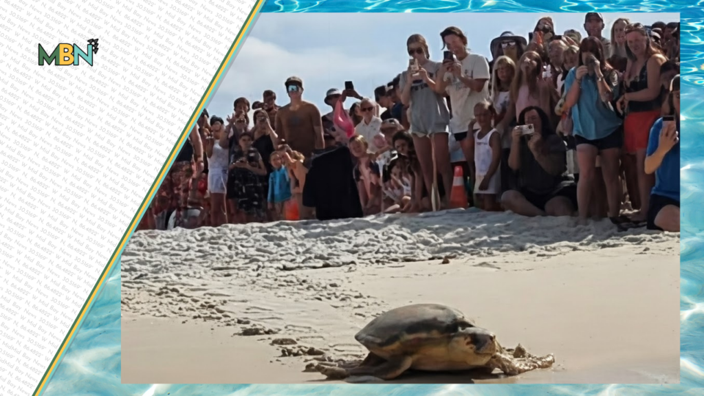 Three rehabilitated sea turtles returned to the Gulf at Inlet Beach as hundreds of spectators celebrated a heartwarming conservation success story.