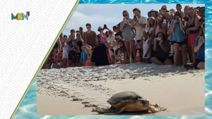 Three rehabilitated sea turtles returned to the Gulf at Inlet Beach as hundreds of spectators celebrated a heartwarming conservation success story.