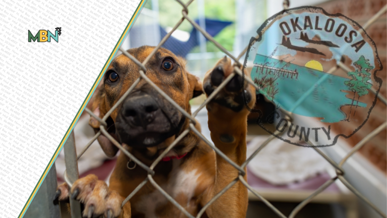 Okaloosa County is building a new south-county animal control system with Niceville Animal Clinic providing sheltering and veterinary services as the PAWS contract expires.
