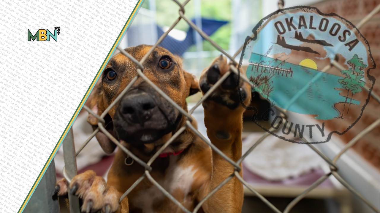Okaloosa County is building a new south-county animal control system with Niceville Animal Clinic providing sheltering and veterinary services as the PAWS contract expires.