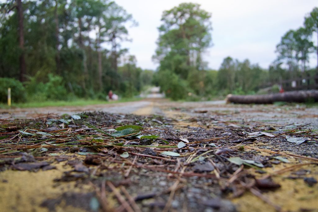 a road with leaves and foliage blown onto it from a hurricane. 